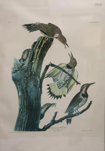 Audubon Style Framed Print Plate. XXXV1