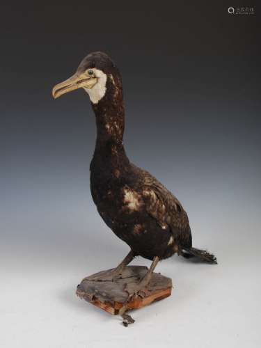 A taxidermy Great Cormorant, modelled standing on rectangular plinth, 57cm high.