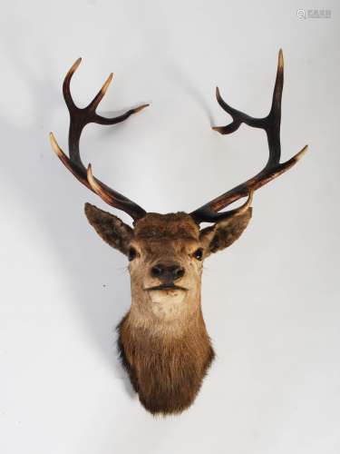 A late 19th century Stags head taxidermy trophy, with eleven point antlers and glass eyes,