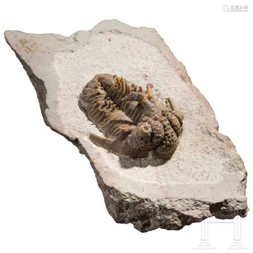 Versteinerter Trilobit