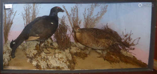 Taxidermy cased pair of Blackcock in naturalistic setting, 43 x 90cm