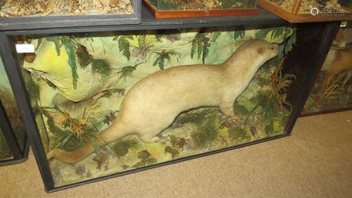 Taxidermy cased Otter, by H T Shopland of Torquay, 61 x 112cm