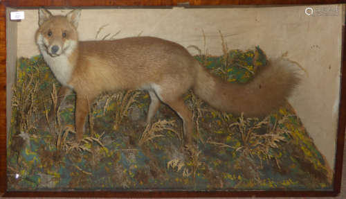 Taxidermy cased Fox in naturalistic setting, 57 x 95cm