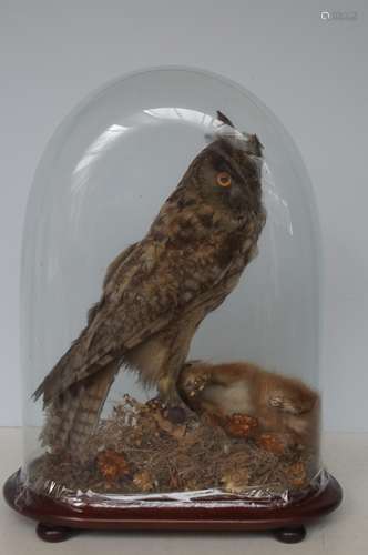 Early 20th century taxidermy owl with red squirrel