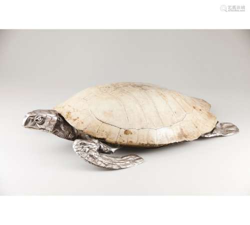 An unusual turtle