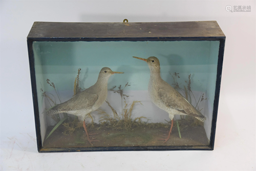 Taxidermy - A pair of Victorian stuffed birds -