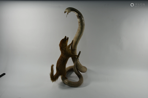 Taxidermy - Cobra fighting mongoose