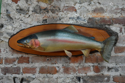 A taxidermy pink salmon