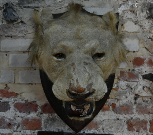 Taxidermy - a lion's head hunting trophy