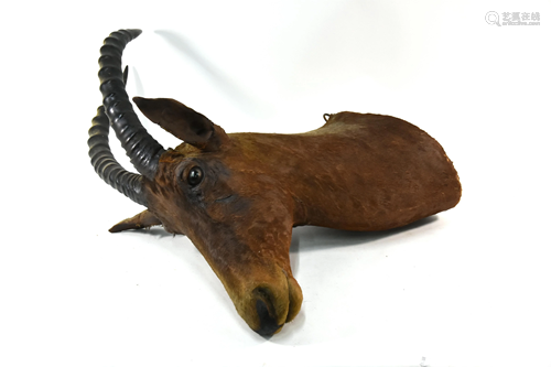 Taxidermy - A Rowland Ward trophy head of a Topi