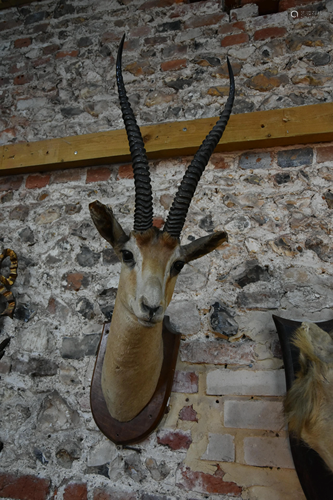 Taxidermy - a trophy head of a gazelle