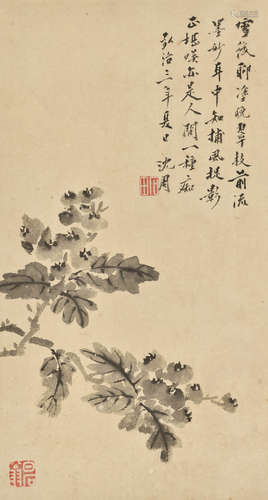 沈周(1427-1509)   枇杷