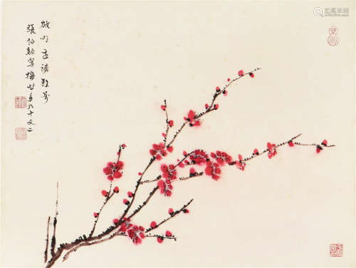 张伯驹(1897-1982) 红梅 设色 纸本镜片