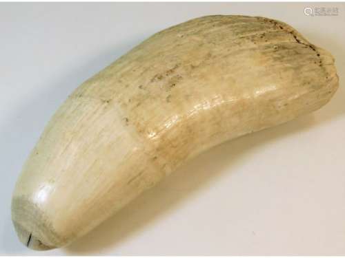 A 19thC. sperm whale tooth sold with current CITES