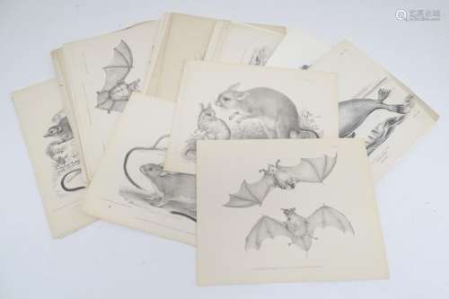 A quantity of late 19thC monochrome lithographic and lithotint plates depicting animals. Some
