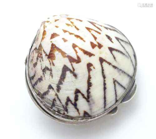 A shell formed box with silver mount. Approx 2