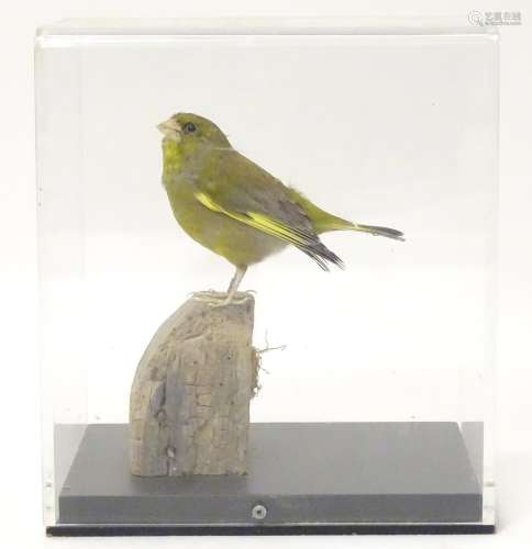 Taxidermy: a mid 20thC specimen study mount of a European Greenfinch, the perspex case measuring