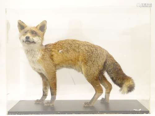 Taxidermy: a mid 20thC specimen study mount of a Red Fox, the perspex case measuring 33