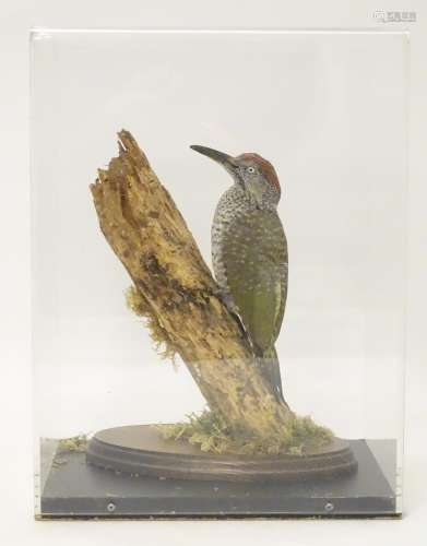 Taxidermy: a mid 20thC specimen study mount of a juvenile Green Woodpecker, the perspex case