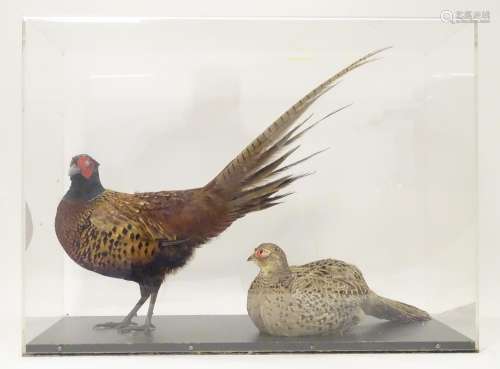 Taxidermy: a mid 20thC specimen study mount of cock and hen Common Pheasants, the perspex case