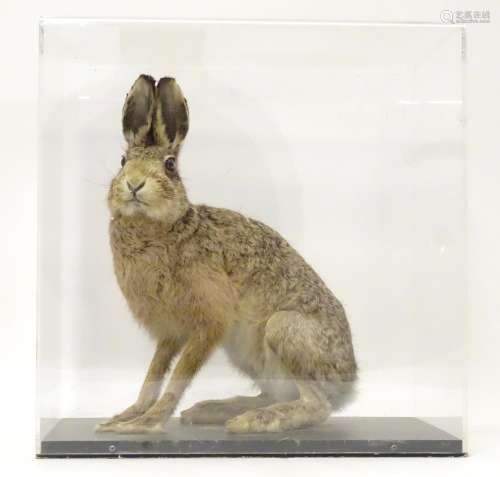 Taxidermy: a mid 20thC specimen study mount of a Brown Hare, the perspex case measuring 18 1/2