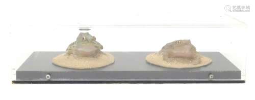 Taxidermy: a mid 20thC specimen study mount of Common Frog and Common Toad, the perspex case