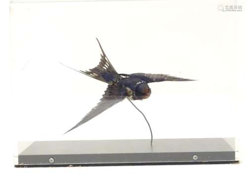 Taxidermy: a mid 20thC specimen study mount of a Swallow, the case measuring 13