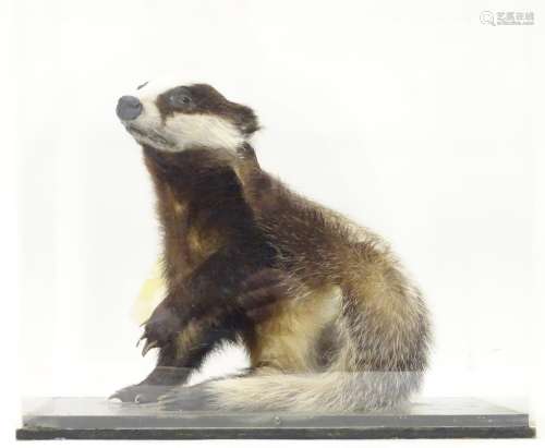 Taxidermy: a mid 20thC specimen study mount of a juvenile Eurasian Badger, the perspex case