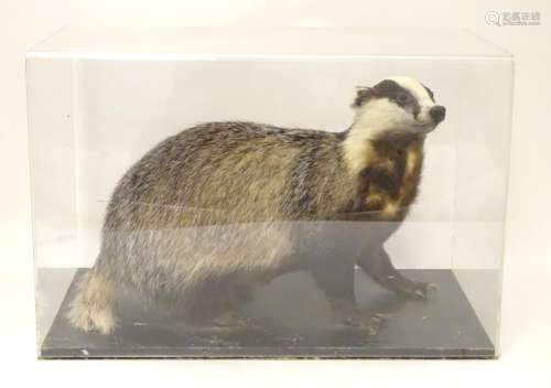 Taxidermy: a mid 20thC specimen study mount of a Eurasian Badger, the perspex case measuring 28