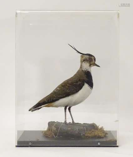 Taxidermy: a mid 20thC specimen study mount of a Northern Lapwing, the perspex case measuring 16