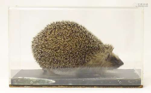 Taxidermy: a mid 20thC specimen study mount of a Hedgehog, the perspex case measuring 14