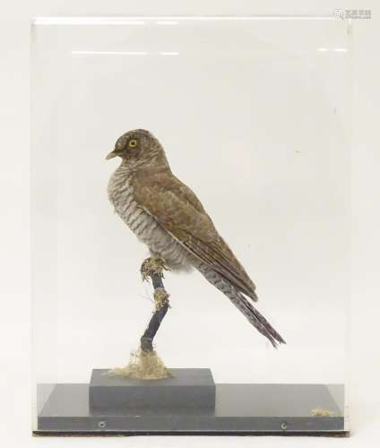 Taxidermy: a mid 20thC specimen study mount of a Common Cuckoo, the perspex case measuring 16 1/2