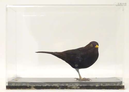 Taxidermy: a mid 20thC specimen study mount of a male Common Blackbird, the perspex case measuring