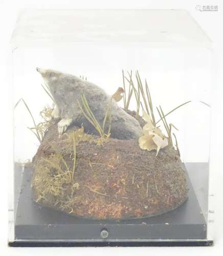 Taxidermy: a mid 20thC specimen study mount of a Mole, the perspex case measuring 9