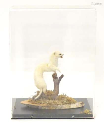 Taxidermy: a mid 20thC specimen study mount of a Weasel (in winter coat), the perspex case measuring