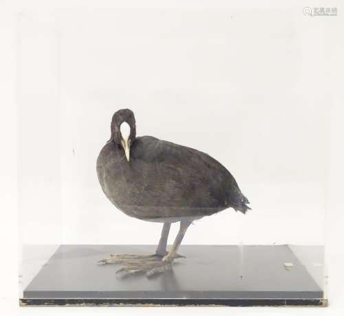 Taxidermy: a mid 20thC specimen study mount of a Coot, the perspex case measuring 14 1/2