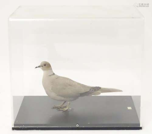 Taxidermy: a mid 20thC specimen study mount of a Eurasian Collared Dove, the perspex case