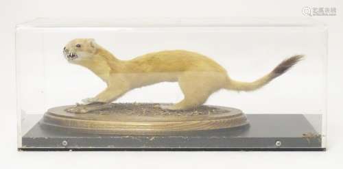 Taxidermy: a mid 20thC specimen study mount of a Stoat, the perspex case measuring 16 1/4