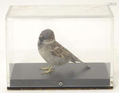 Taxidermy: a mid 20thC specimen study mount of a Eurasian Tree Sparrow, the perspex case measuring