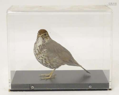 Taxidermy: a mid 20thC specimen study mount of a Song Thrush, the perspex case measuring 10