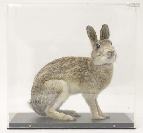 Taxidermy: a mid 20thC specimen study mount of a European Wild Rabbit, the perspex case measuring