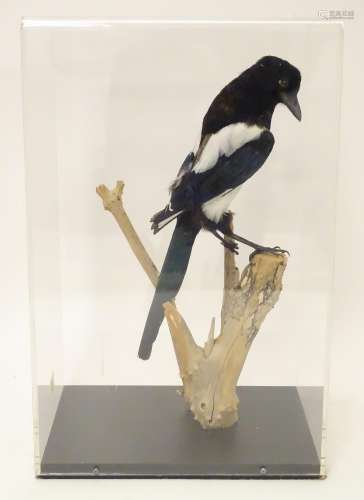 Taxidermy: a mid 20thC specimen study mount of a Magpie, the perspex case measuring 20 1/2