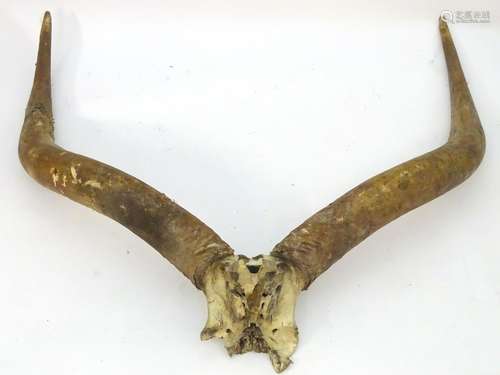 Taxidermy: a horn and partial skull mount of an African Longhorn / Ankole Watusi bull, 46