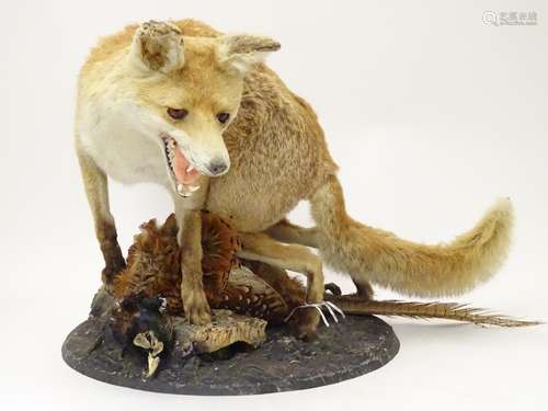 Taxidermy: an early 20thC mount of a Red Fox with Common pheasant, posed upon a circular base,