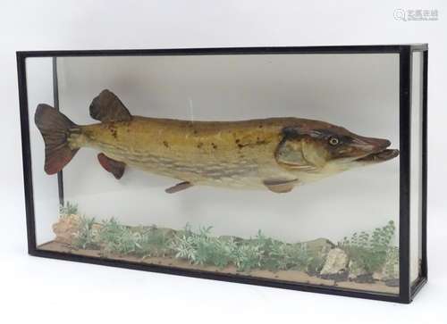 Taxidermy : A large early 20thC cased mount of a Pike (Esox Lucius). The case interior with later