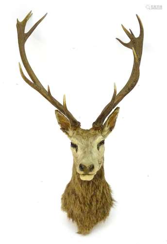 Taxidermy: an early 20thC head mount of a Red stag (Cervus Elaphus), 12 point 'Royal' antlers, 27