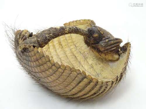 Taxidermy: a Victorian mount of an Armadillo formed as a basket, 8 1/4