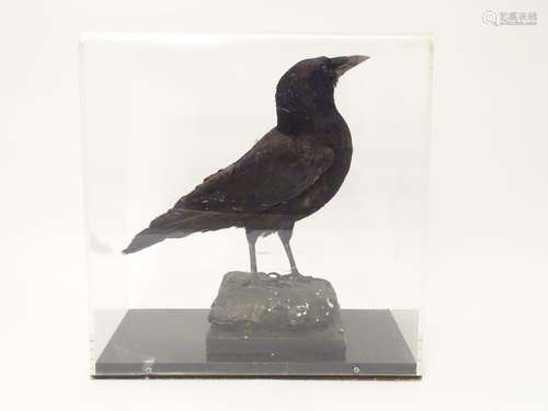 Taxidermy: a mid 20thC specimen study mount of a Carrion Crow, the perspex case measuring 15 1/2