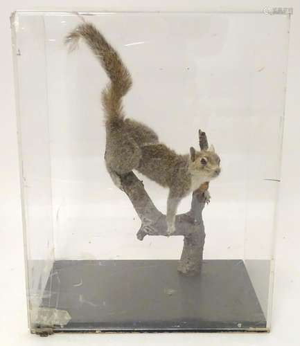 Taxidermy: a mid 20thC specimen study mount of a Grey Squirrel, the perspex case measuring 20