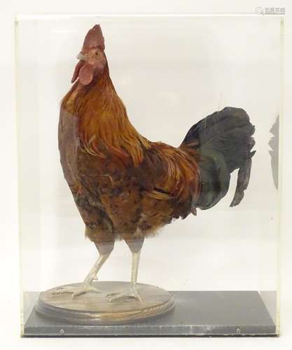 Taxidermy: a mid 20thC specimen study mount of a Rhode Island Red cockerel, the perspex case